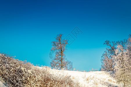 明亮的冬季风景 日出时森林里有树木木头天空场景冻结阳光公园桦木晴天太阳季节图片