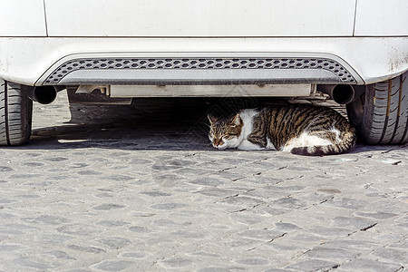 猫咪睡在白色汽车下图片