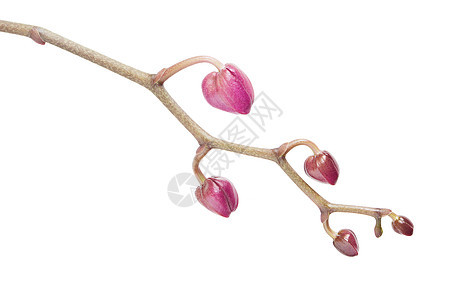 白色粉红兰花活力热带紫色植物红色花园粉色宏观图片