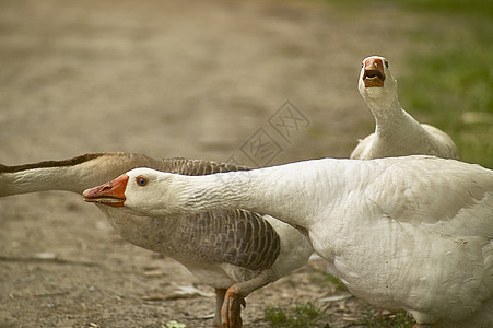 野鸭狩猎甘德天鹅配种动物保护区鹅绒眼睛羽毛鸭子图片