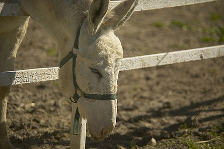 驴子吃东西农场农村白色食草动物悲伤乡村饥饿荒野栅栏图片