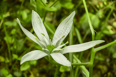 白色的花雌蕊宏观绿色花瓣背景背景图片
