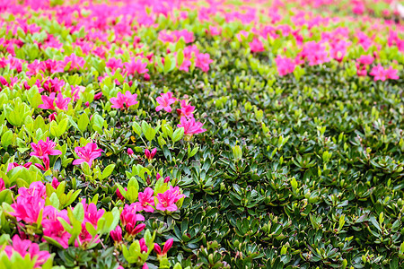 阿扎莉亚花园衬套粉色绿色植物叶子红色植物学公园图片