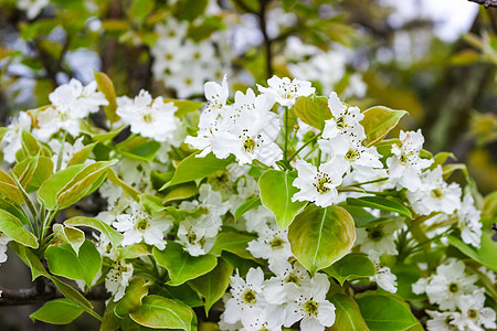 树枝上白花叶子花朵植物绿色蓝色花园天空季节图片