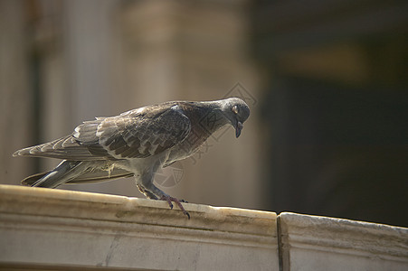 威尼斯马可广场的鸽子肖像羽毛翅膀自由配种疾病图片