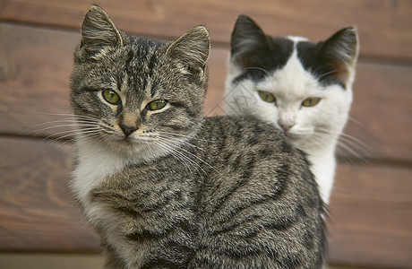 特写两只小猫图片