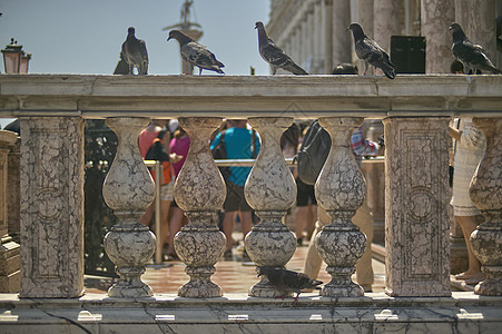 鸽子紧贴在扶手架上元素建筑历史扶手动物大理石图片