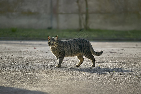 猫在散步图片