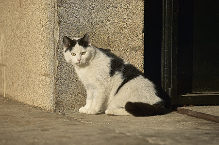 小黑白猫 坐在太阳下图片