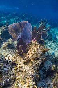 大西洋珊瑚礁珊瑚礁海床荒野海上生活潜水珊瑚野生动物阳光海景盐水图片