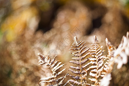 美丽的棕色毛发在阳光下落叶叶子公园荒野宏观蕨类生长季节花园木头植物图片