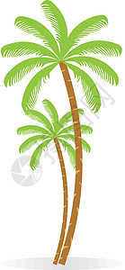椰子树 棕榈树上有一束椰子果实 孤立 白色背景图片