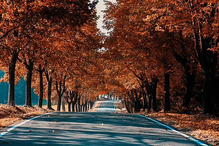 秋天小巷上美丽的树公园胡同晴天小路树叶植物树木风景花园车道图片