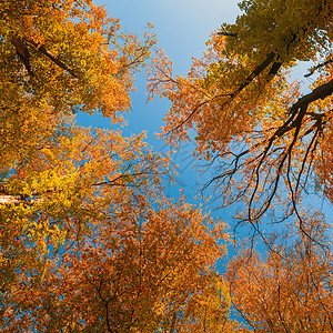秋季秋色树顶橙子活力树梢环境森林叶子木头乡村天空季节性图片