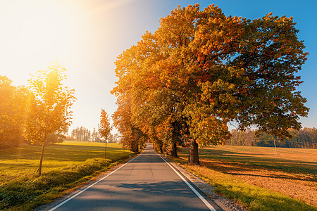 秋天小巷上美丽的树花园旅行植物晴天树叶风景大街农村车道环境图片