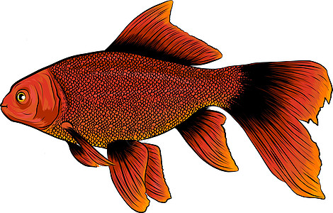 红鼓红鱼 带有精致细节的矢量插图涂鸦水产食物金鱼养殖绘画雕刻渔业水墨鲤鱼图片