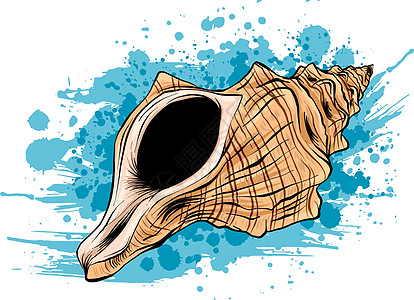 五颜六色的热带贝壳水下图标集海贝壳矢量插图框架 夏季概念与贝壳和海星 圆形组成海星自然水生 矢量图图片