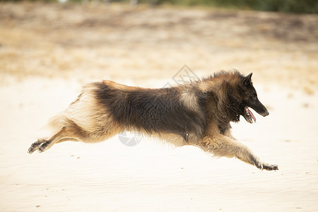狗 比利时牧羊人Tervuren在沙滩上奔跑阳光热情宠物动物海洋伴侣海岸幸福衣领跑步图片