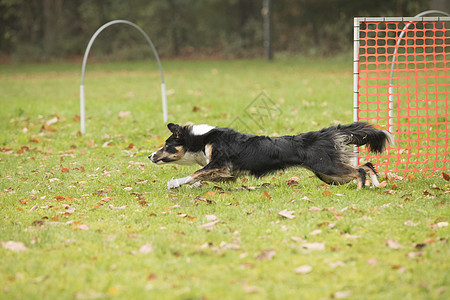 狗 边境 Collie 跑在呼喊比赛中游戏篮筐跑步障碍齿轮呼啦圈桶匠犬类镇流器乐趣图片