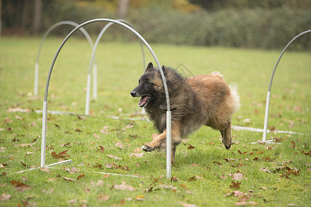 狗 比利时跑在欢呼比赛中篮筐框架齿轮场地运动训练镇流器课程障碍动物图片