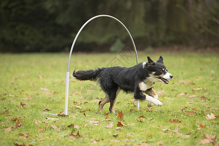 狗 边境 Collie 跑在呼喊比赛中镇流器场地运动跑步训练呼啦圈穿越框架犬类桶匠图片