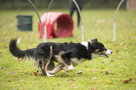 狗 边境 Collie 跑在快速竞争比赛中隧道乐趣竞赛障碍呼啦圈程序宠物框架跑步穿越图片