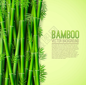 竹背景概念 矢量图设计植物边界生态绳索框架花园叶子传统异国邀请函图片