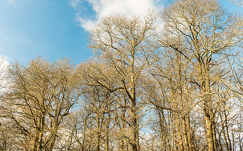 在树林里 意大利尼米森林树木季节风景旅游爬坡农村乡村天空蓝色国家图片