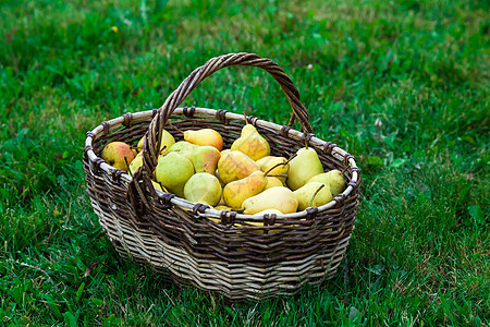 梨子在草地上的大篮子里收成绿色季节农业红色饮食叶子篮子阳光食物图片