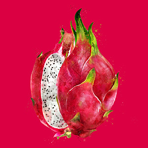 红色背景上的火龙果 它制作水彩画厨房蜜饯标签绘画食物烹饪广告水彩斑点插图图片