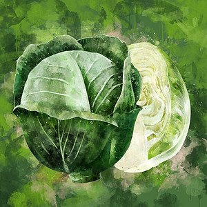 绿色背景的卷心菜 水彩色插图收成美食标签厨房绘画餐厅食物斑点生态徽章图片