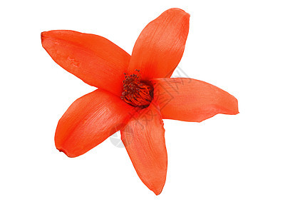 孤立剪切路径的花朵花园雌蕊丝绸橙子活力剪裁热带植物群运气药品图片