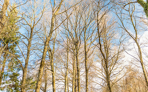 在树林里 意大利尼米森林树木爬坡森林农村旅游天空乡村蓝色季节国家图片