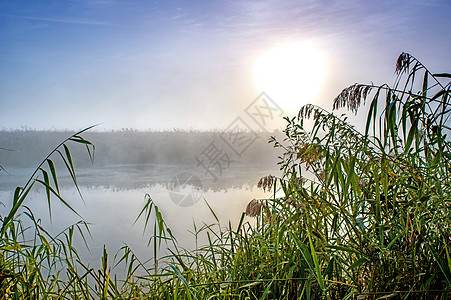 令人难以置信的神秘晨间风景 太阳 树 Reed和雾在水面上升起阴霾戏剧性场景天空支撑旅游月亮池塘反射射线图片