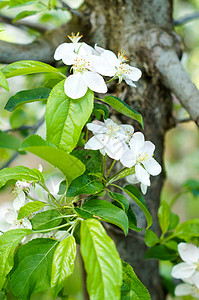 苹果树花 植物的种子部分 由通常被颜色鲜艳的花冠包围的生殖器官组成季节太阳天空阳光树叶生长蓝色水果植物群花园图片