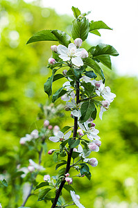 苹果树花 植物的种子部分 由通常被颜色鲜艳的花冠包围的生殖器官组成植物群蓝色枝条花瓣阳光晴天园艺公园水果墙纸图片