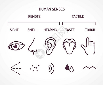 人类五种基本感官图片