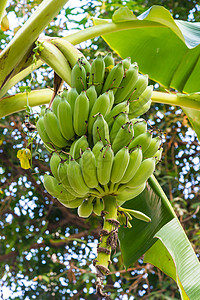 一群香蕉生长绿色水果黄色棕榈叶子植物农场热带食物图片