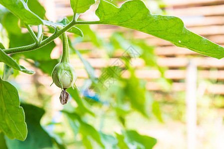 绿茄子植被生长树叶饮食植物营养茄子蔬菜甜瓜农场背景图片