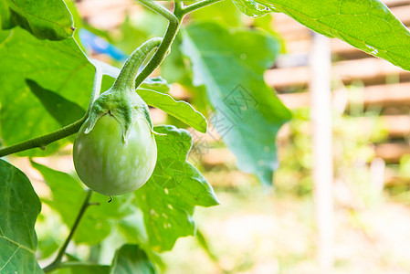 绿茄子茄子水果培育饮食花园衬套厨房果实植被生长图片