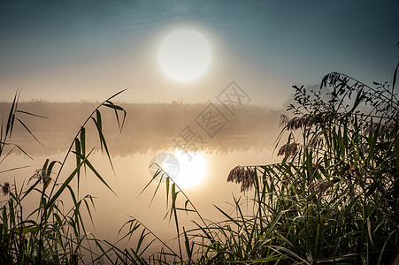 令人难以置信的神秘晨间风景 太阳 树 Reed和雾在水面上升起光环池塘反射天空戏剧性射线旅游阴霾支撑月亮图片