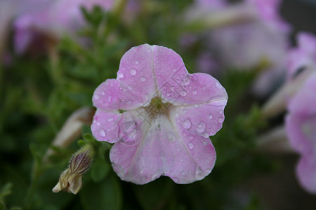 紫花朵花蜜蜂蜜蜜蜂花朵粉色力量图片