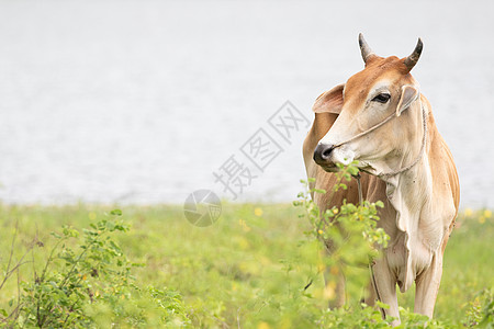 牛牛和母牛背景动物奶制品农场黑色奶牛哺乳动物牛肉家畜团体牧场图片