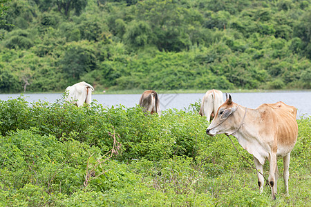牛牛和母牛背景牧场小牛牛肉牛奶动物草地场地棕色哺乳动物白色图片