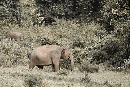 许多大象在草地吃东西 库比尼国家公园智力人象荒野草原冲突树干旅游公园森林婴儿图片