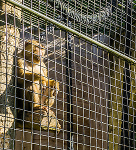 在金属栅栏笼后坐在一根柱子上看外边的棕色黑毛猴图片
