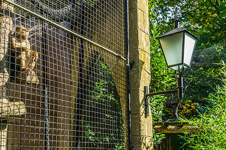 笼子里的铁栅栏后面的猴子 坐在一根柱子上看着外边图片