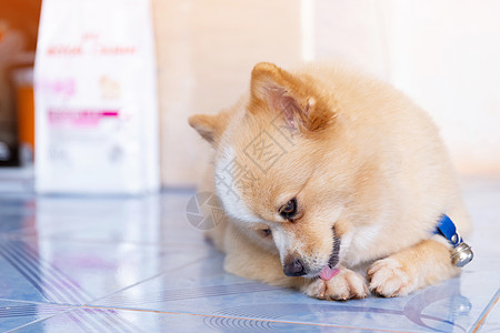 棕色狗 脚清洁犬图片