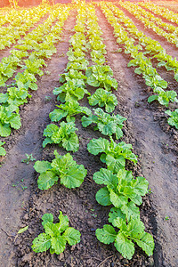 菜地里的青白菜生长植物农场活力健康蔬菜环境花园园艺食物图片