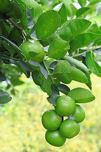 绿色有机石灰柑橘树果果汁营养植物水果叶子热带花园饮食种植园食物图片